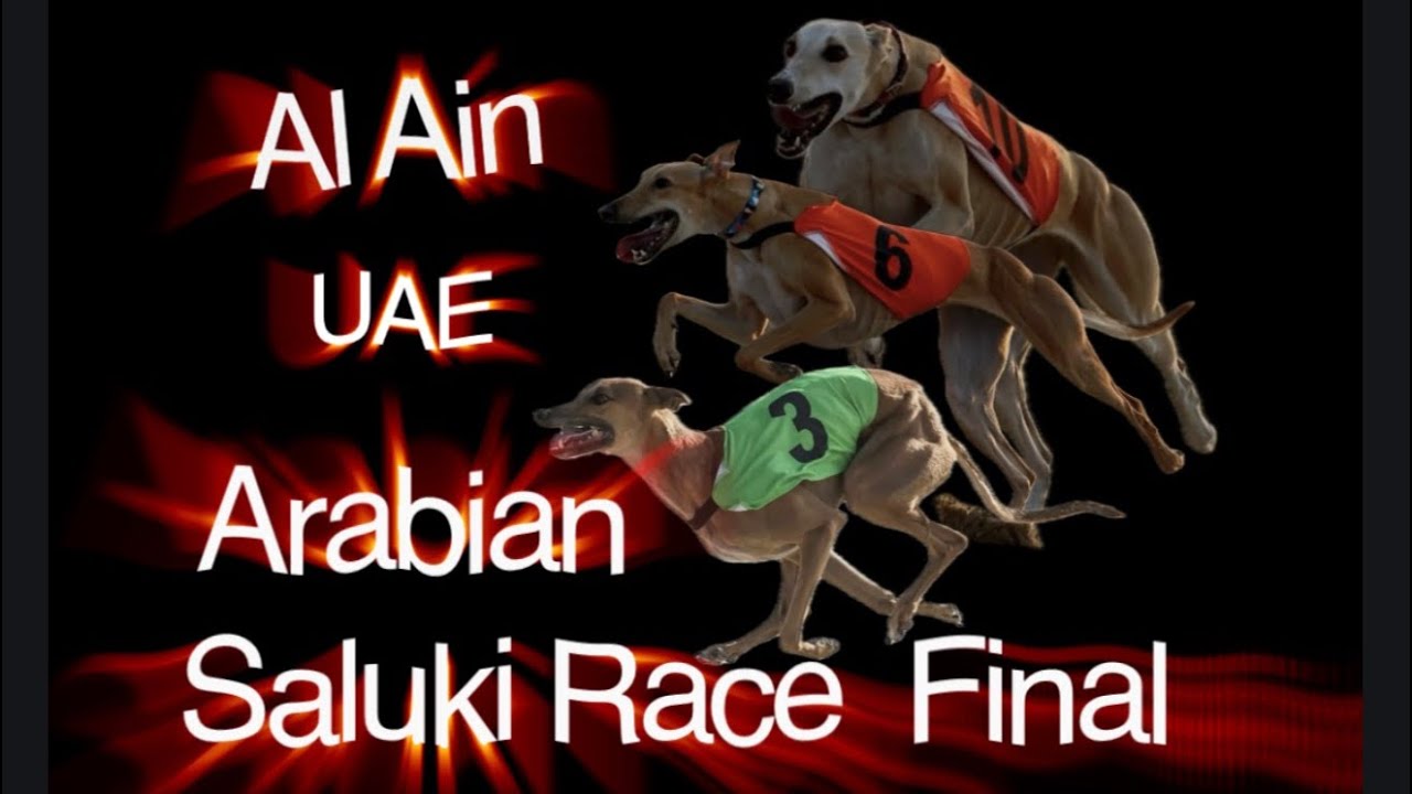 Al Ain Arabian Saluki Race Final