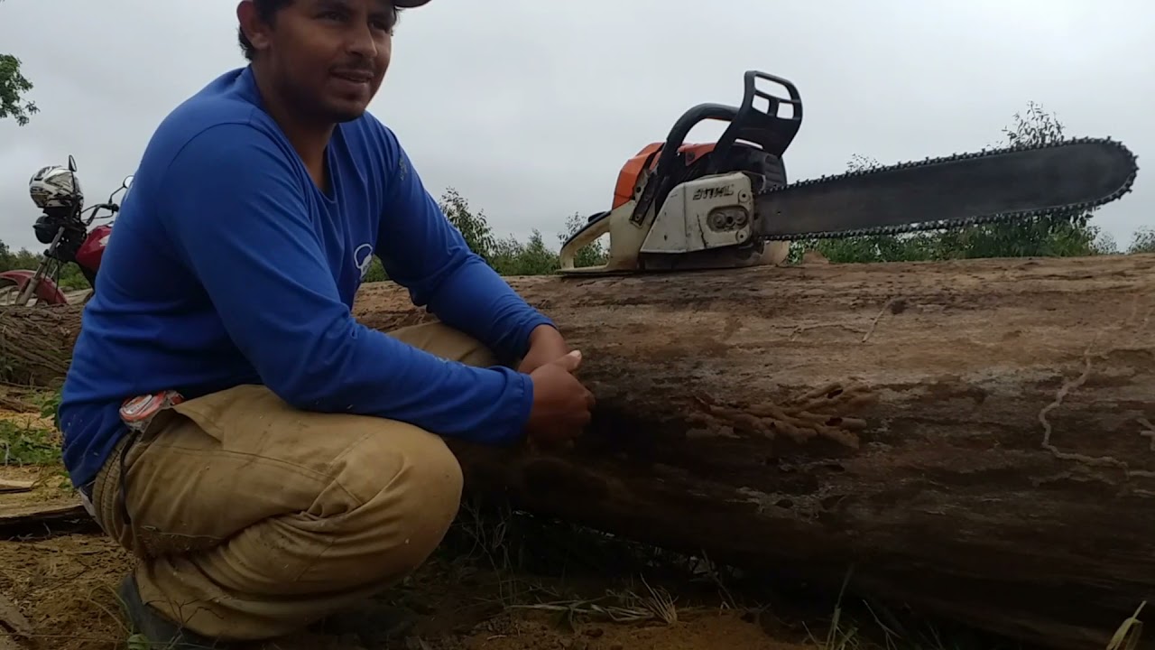 como tirar  o primeiro   casqueiro com o motoserra