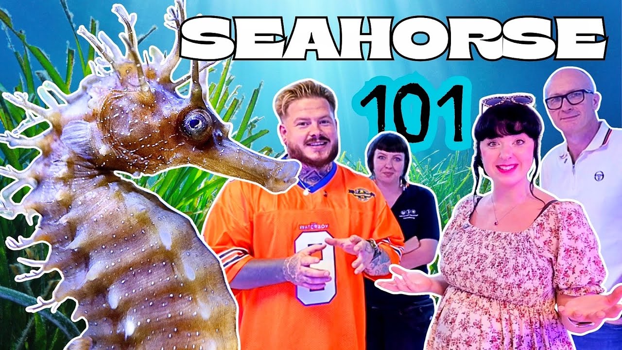 Meet Our 6 New Seahorses | A Complete 101 from AAC Seahorse Stables