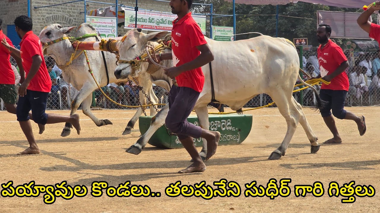 రెంటచింతల పాల పళ్ళ 3జత.పయ్యావుల కొండలు గారు..తలపనేని సుదీర్ గారు.. ఇరువురి కంబైన్డ్ జత