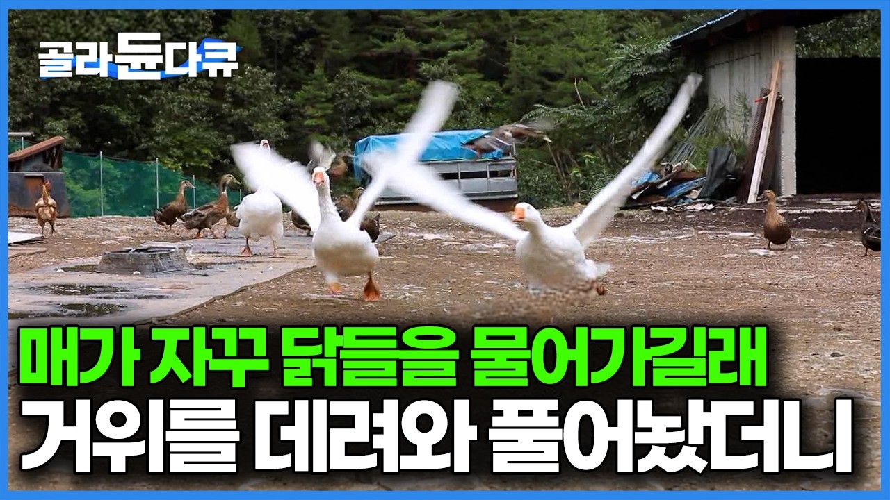 닭들을 풀어놓고 키우니 맹금류들이 자꾸만 우리 닭들을 물어간다, 그래서 거위를 데려왔더니 생긴 일｜한국기행｜#골라듄다큐