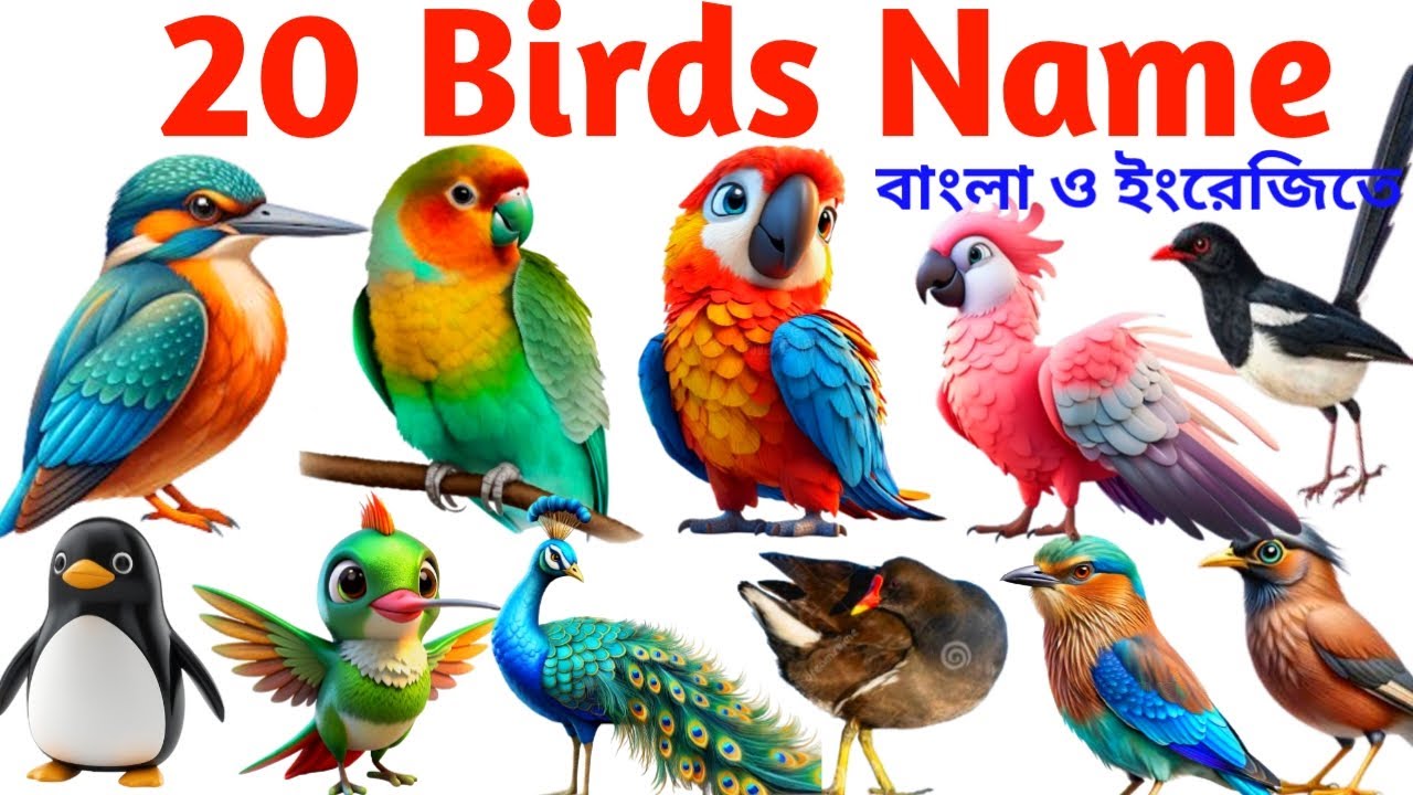 Birds Name for Kids | Birds Name in English & Bangla with Pictures | বিভিন্ন পাখির নাম