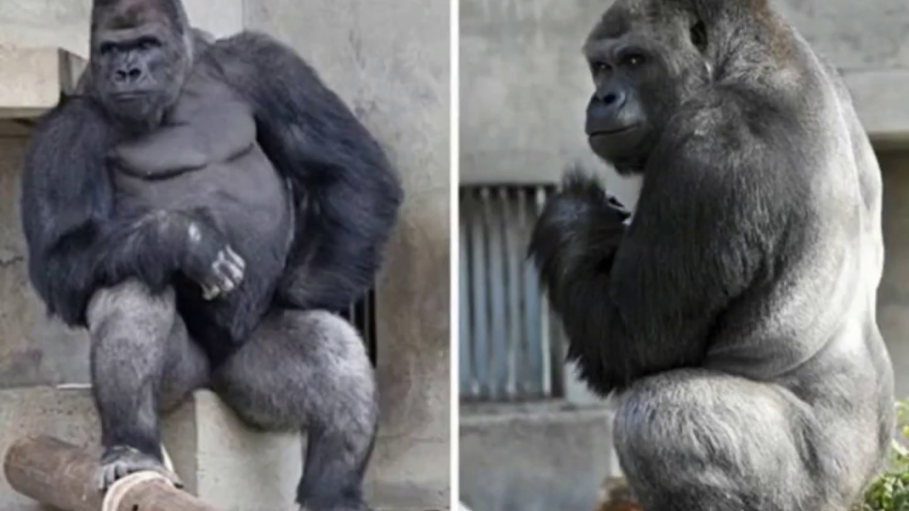 This Is Probably The Most Handsome Gorilla You've Ever Seen..😎😎