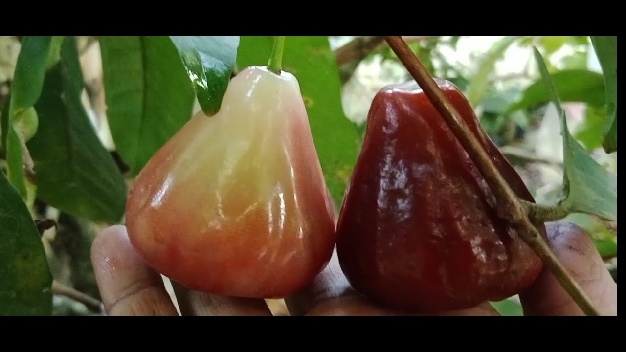 APA ADA PERUBAHAN PADA KWALITAS BUAH KETIKA MELAKUKAN PERKAWINAN ANTAR BUNGA ? 