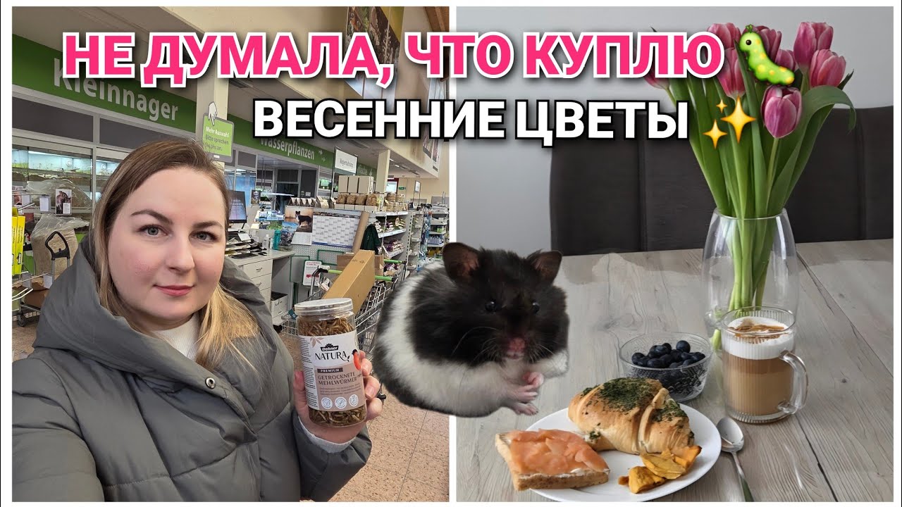 VLOG 🇩🇪 Возвращаюсь на YouTube ✨️ | Завтрак в тишине | Их жаль😔