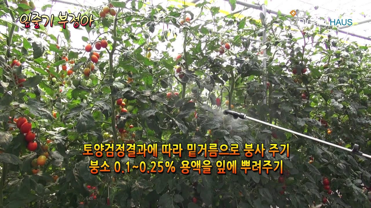 방울토마토 생리장해-4.잎줄기부정아