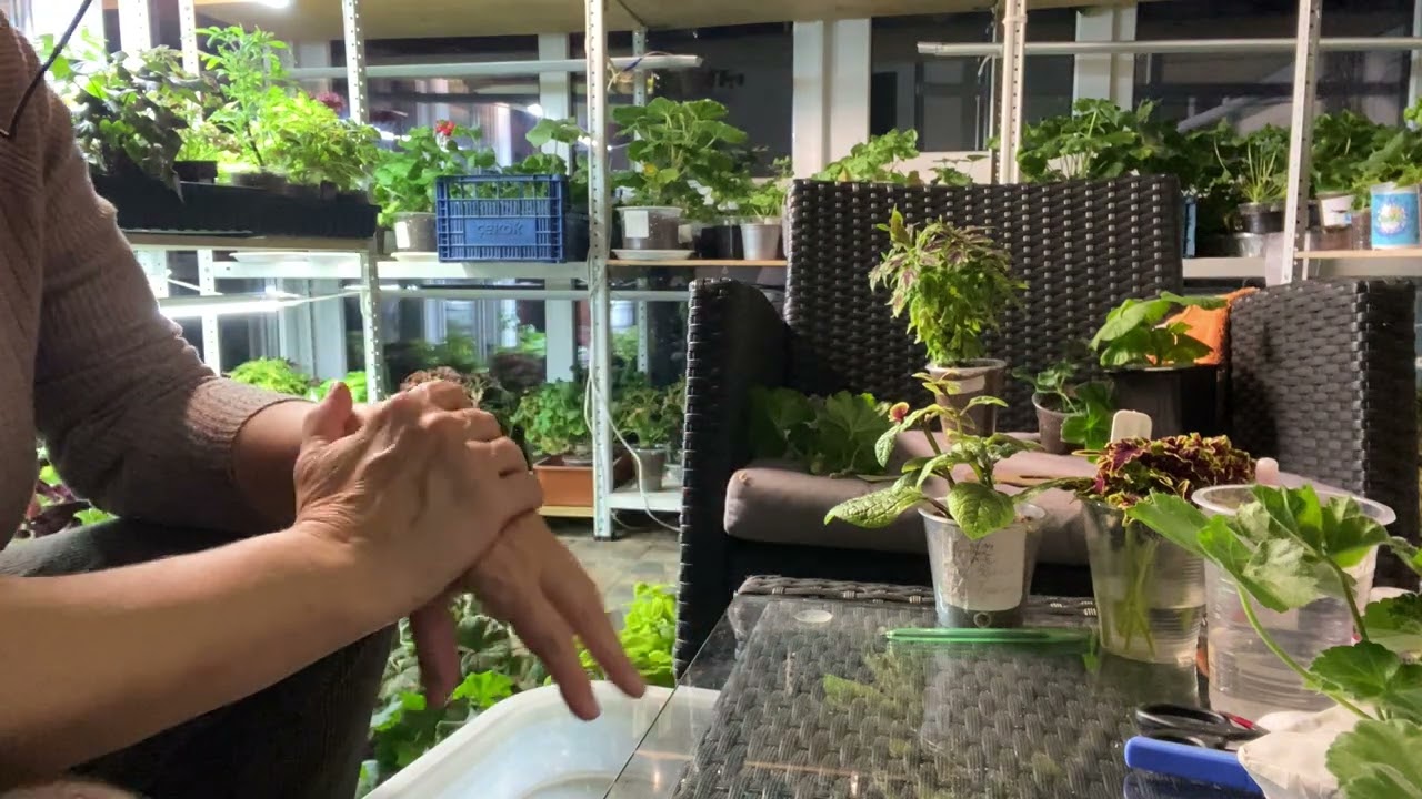 Пеларгонии , пришли мои новинки 3 дня в пути🌺🌺