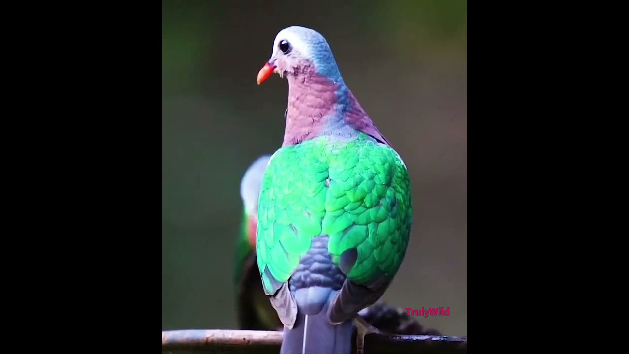 Emerald Dove - Most beautiful dove in the wild #shorts #inshot #rare #wild #dove #bird #TrulyWild