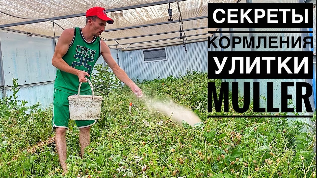 ТОП-3 добавки в корм для улитки Müller: комбикорм, мел и…