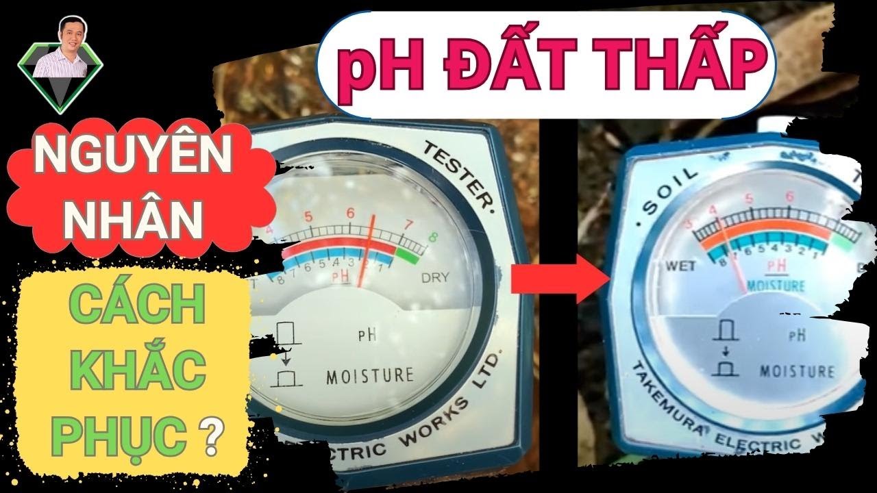 8 Nguyên Nhân Làm pH Đất Thấp, Cách Xác Định Khắc Phục pH Đất Thấp | Lương Hồng Sơn