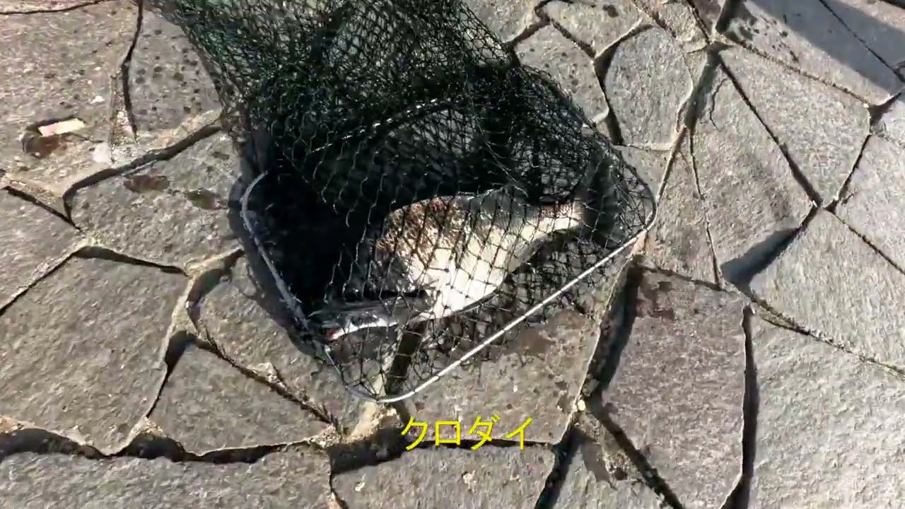 湖西市の海釣公園　クロダイ釣れています　2026年2月20日