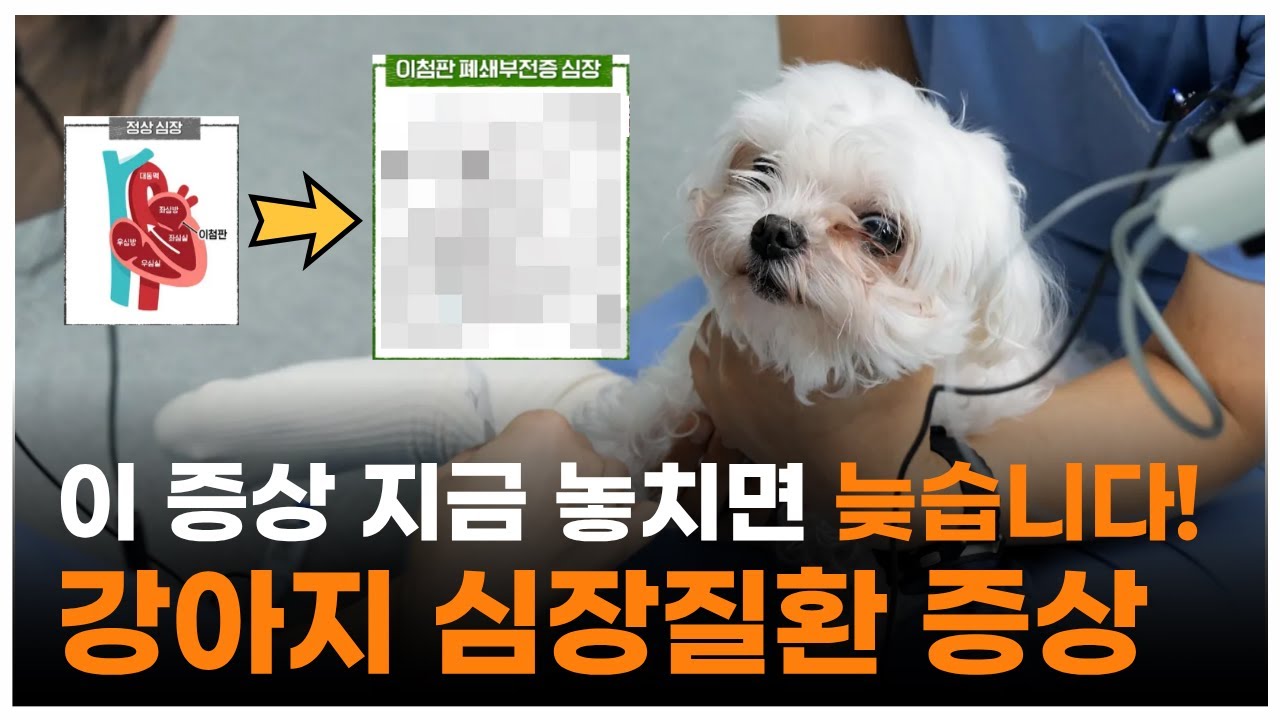 우리 아이가 심장병이라고? 지나쳐서는 안 되는 심장질환 증상 | 최고의수의사들