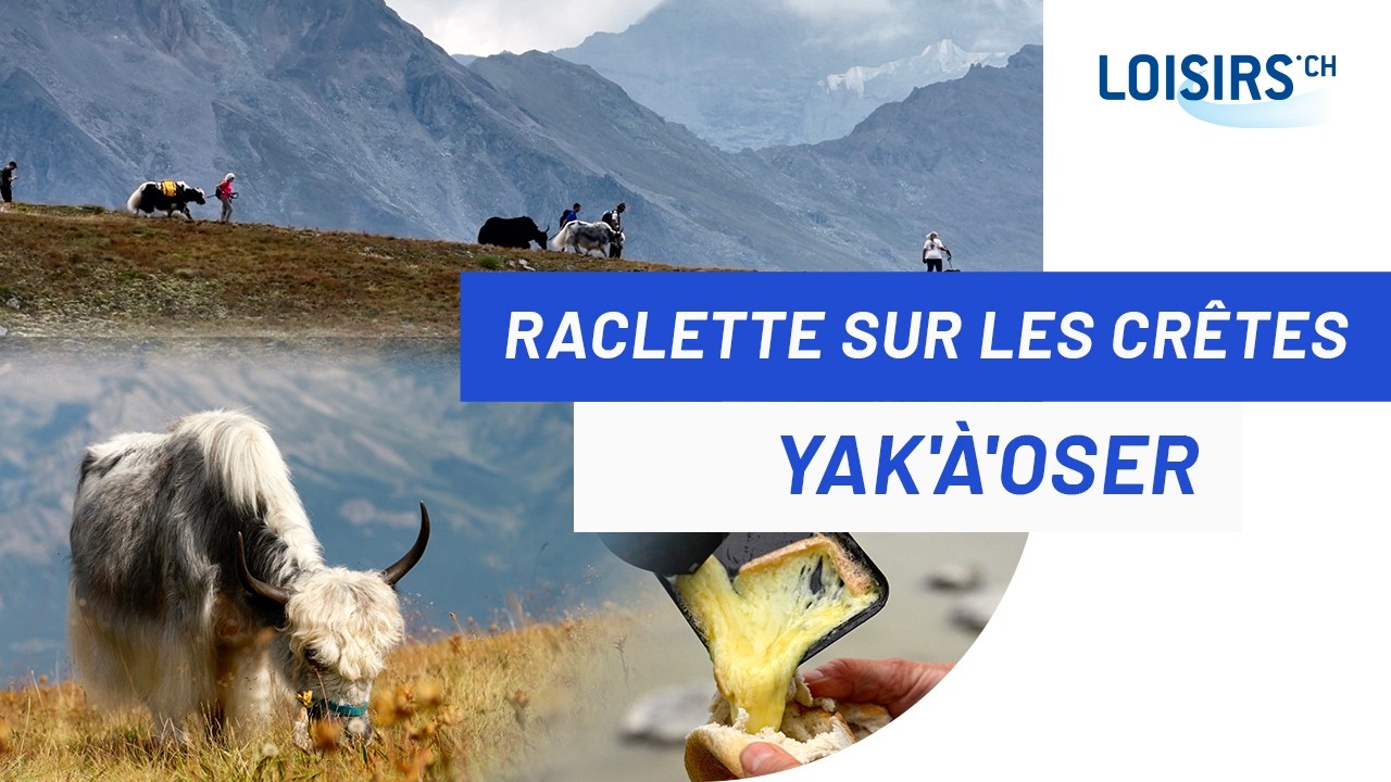 Yak a Oser - Promener des Yacks sur les crêtes à Thyon