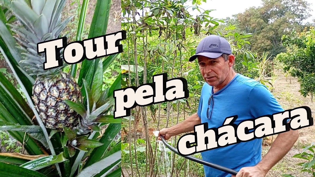 Como ter várias frutíferas numa minichácara. Tem de tudo. 🌵​🥭​🍍​🍌​​🍊​🍋​🥑​