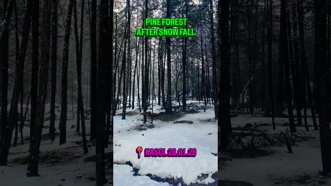 Kasol Pine Forest After Snowfall ❄️ | Winter Magic in Himachal | 