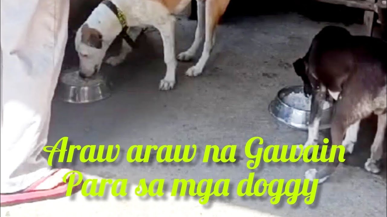 Daily routine sa mga doggie @Pinoykatvofficial 