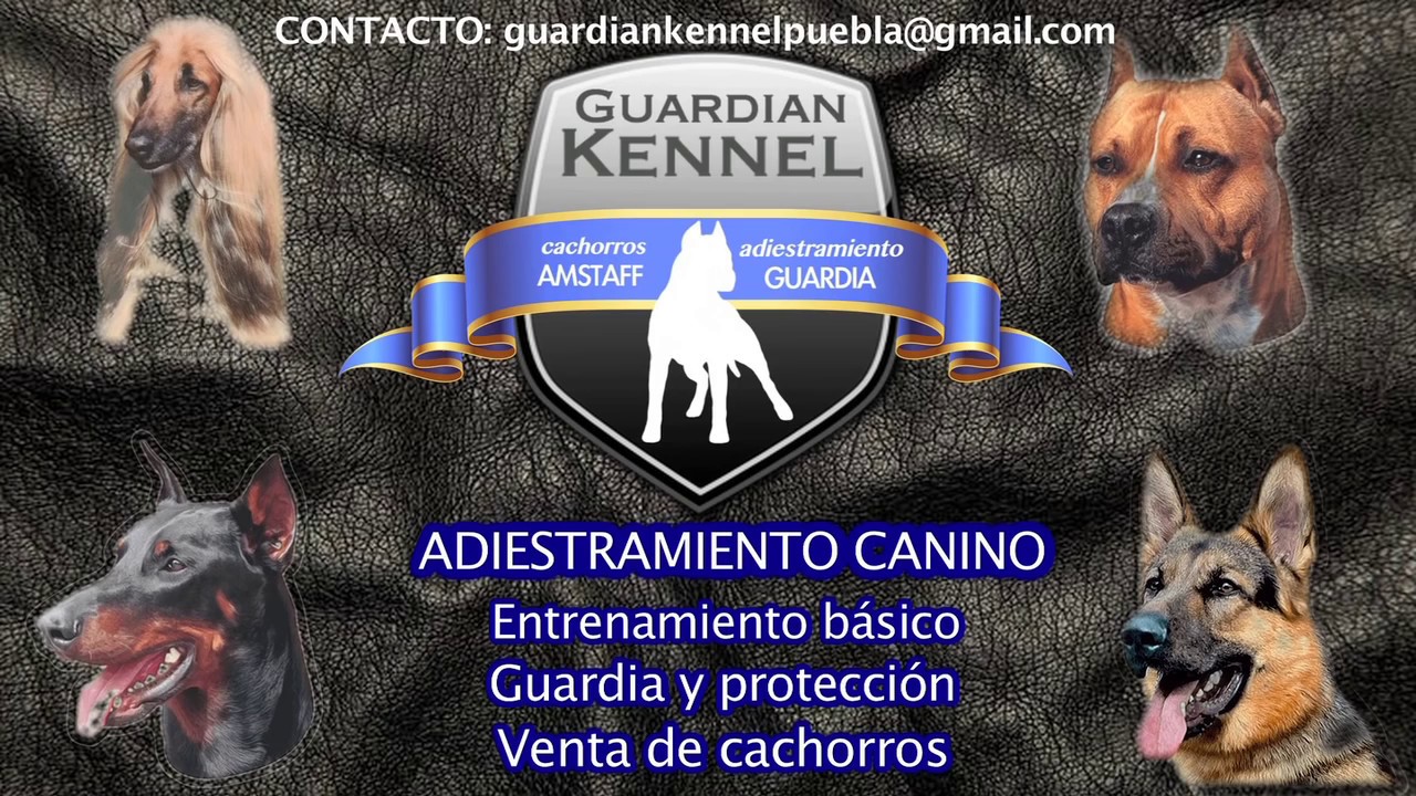 ¿ Como entrenar a tu perro ? Video 2.  