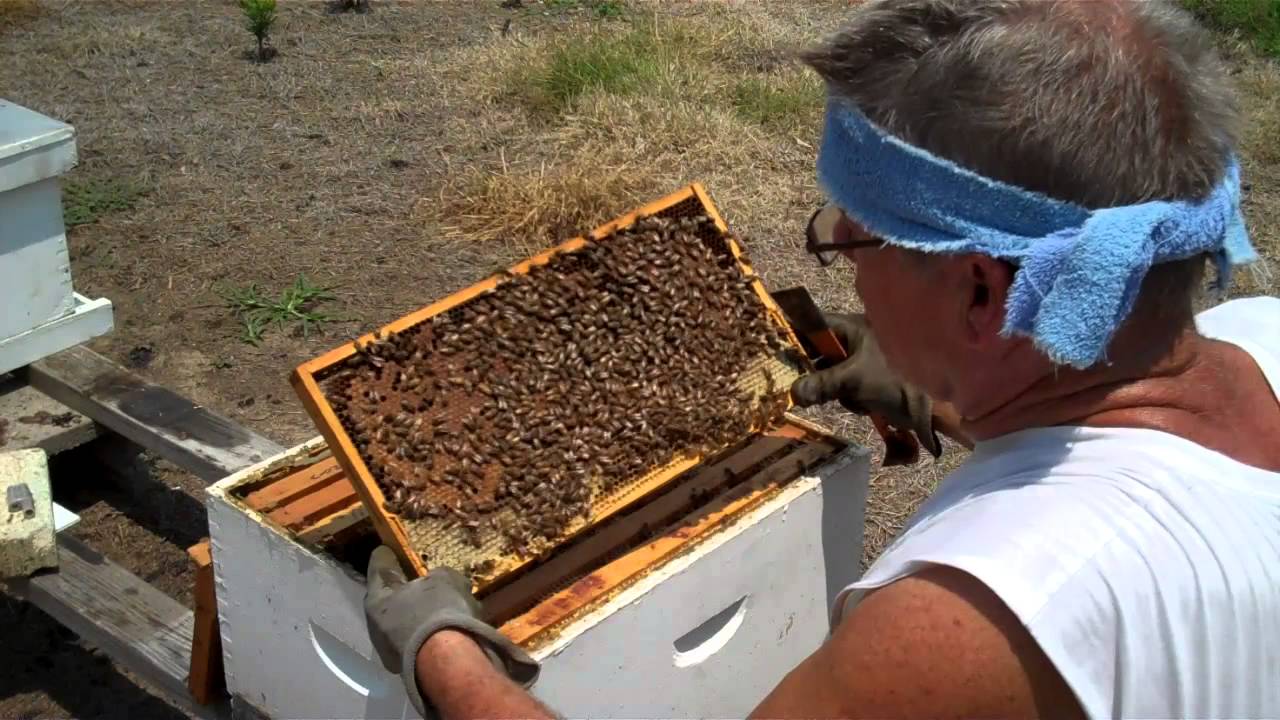 How to find the Queen, Honey Bee Queen