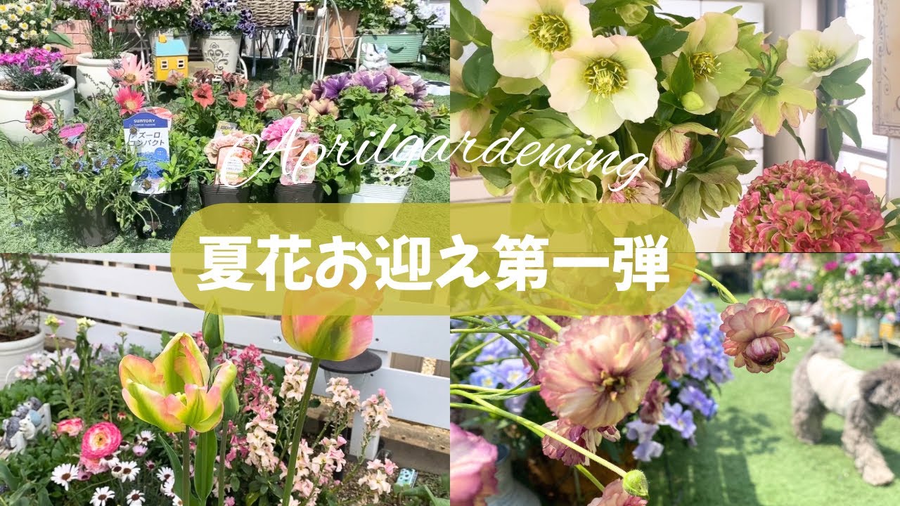 【4月のガーデニング】夏花お迎え第一弾/冬越ししたお花たちの今/クリスマスローズのお花切り/咲いてきたお花紹介