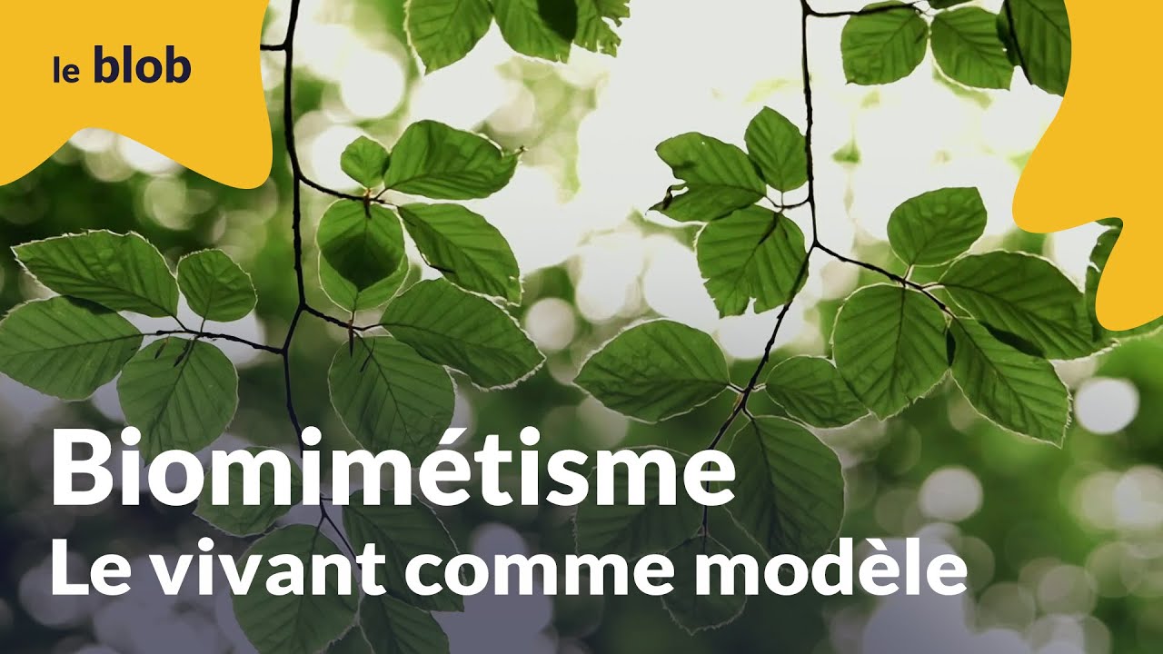 Biomimétisme, le vivant comme modèle | Nature = futur