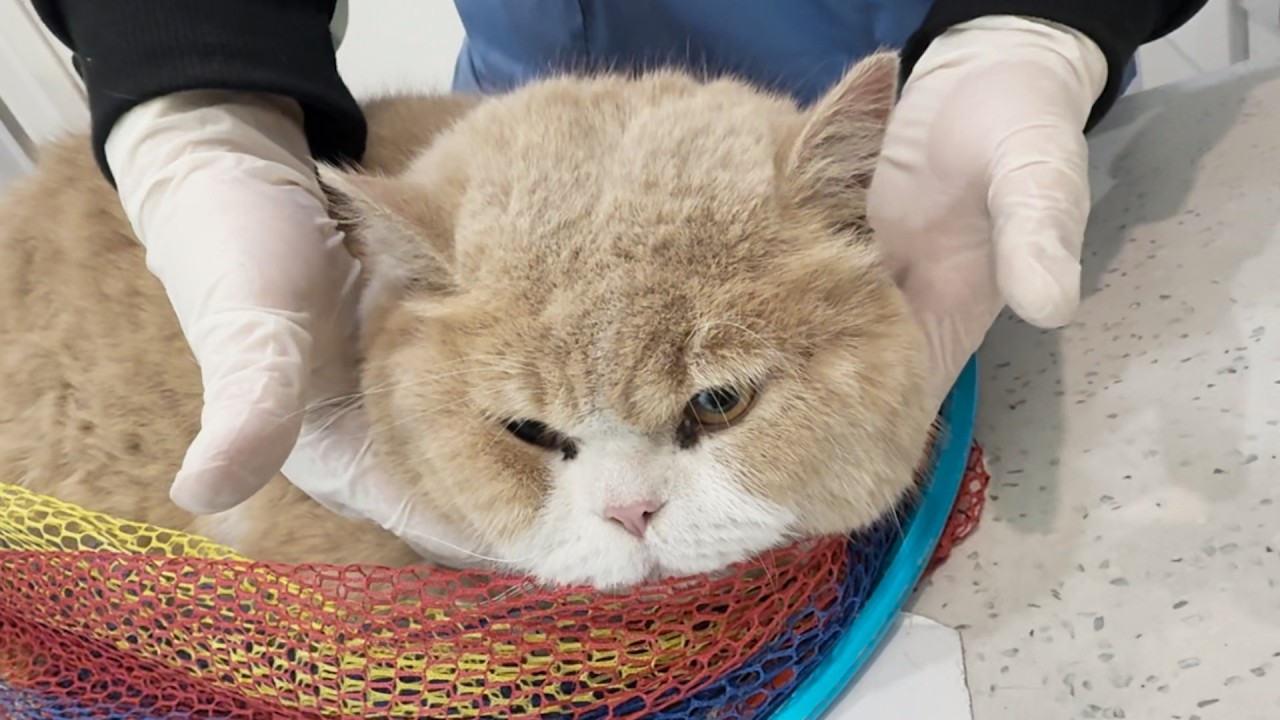 Giant street cat is so nonchalant when trapped