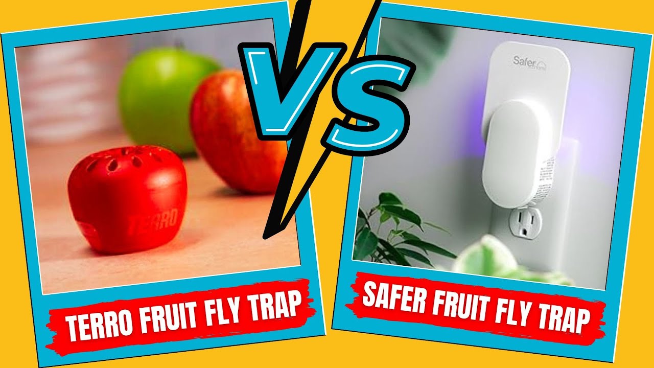 Safer Brand vs Terro Fruit Fly Trap (What Is the Most Effective Fruit Fly Trap)