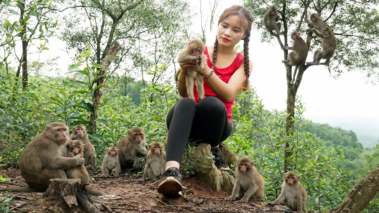 72 Hours Surviving: Facing 1000+ Wild Monkeys & Harvesting Forest Honey for Market! | Ly Tieu Lam 🍯🔥