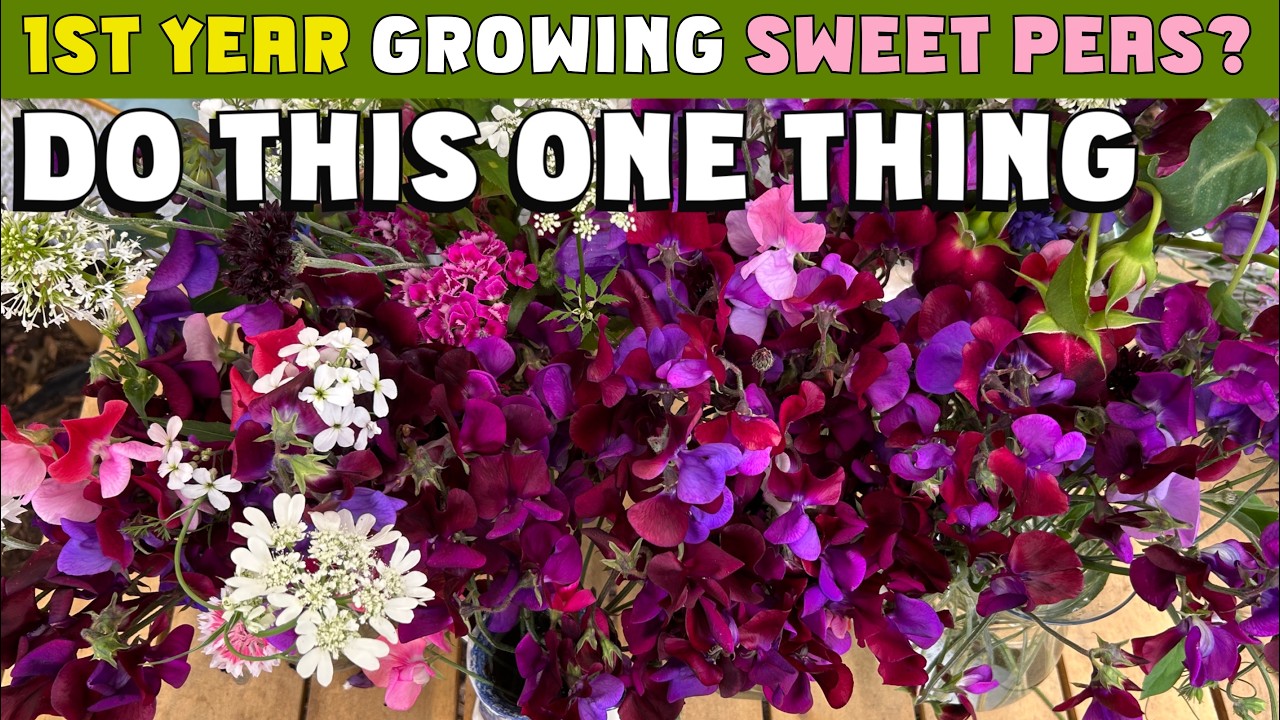For great sweet peas in your first year as a beginner, do this one thing! #cottagegarden #cutflowers