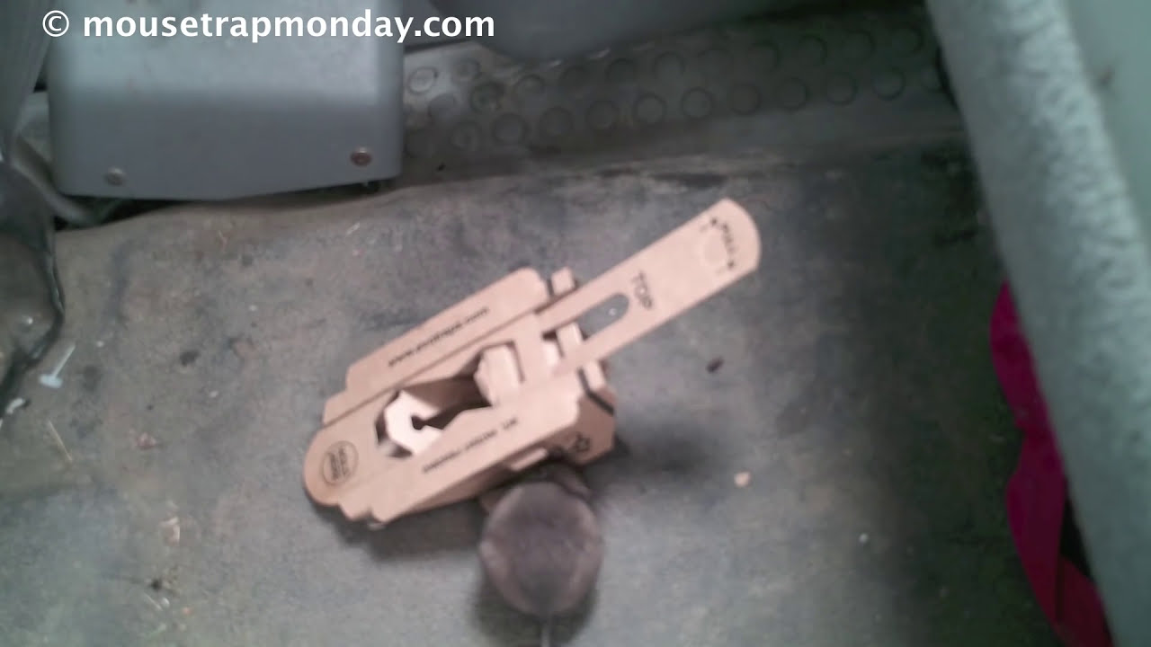 Does a Mouse Trap Made Out Of Recycled Cardboard Really Work? EVO Trapz In Action.
