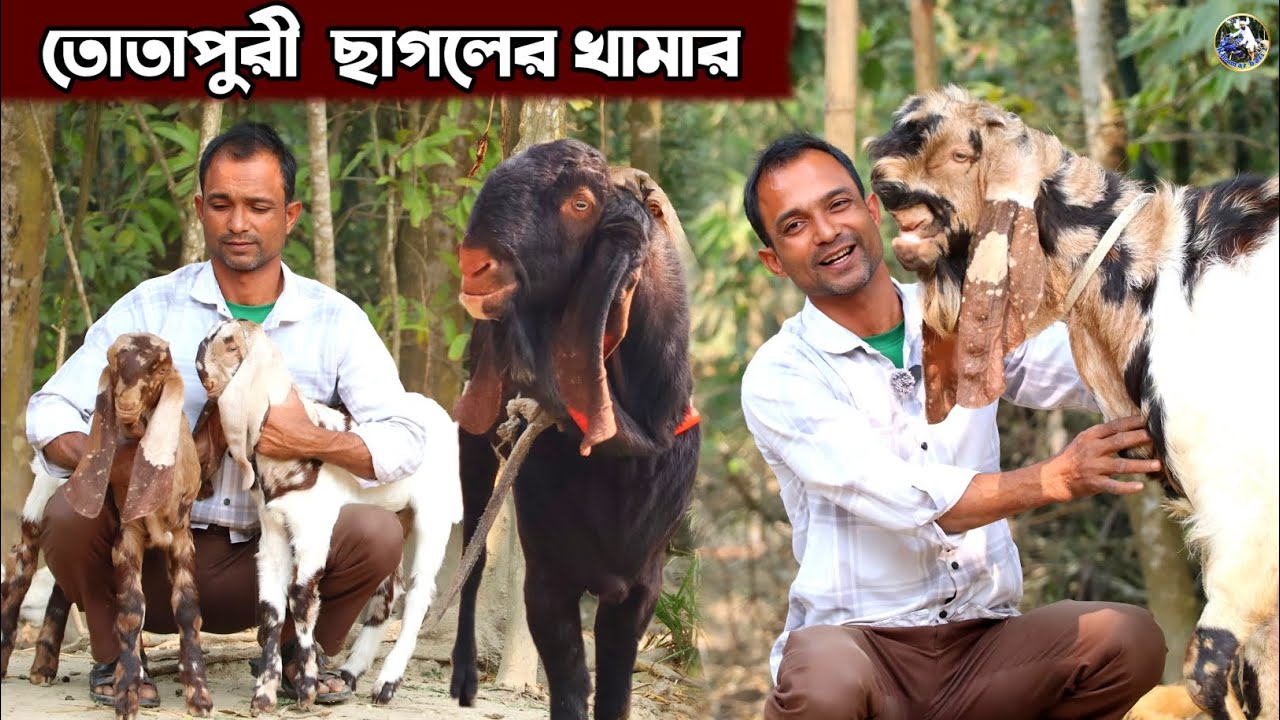 তোতাপুরী ছাগলের খামার ||কোয়ালিটি ফুল সোহেল ভাইয়ের  ফর্ম থেকে  তোতাপুরী ছাগল কিনুন বনপাড়া 