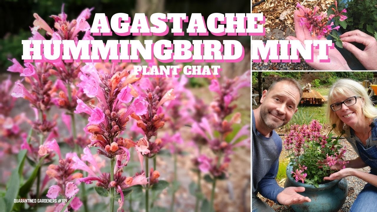 Agastache Hummingbird Mint Plant Care 🌿