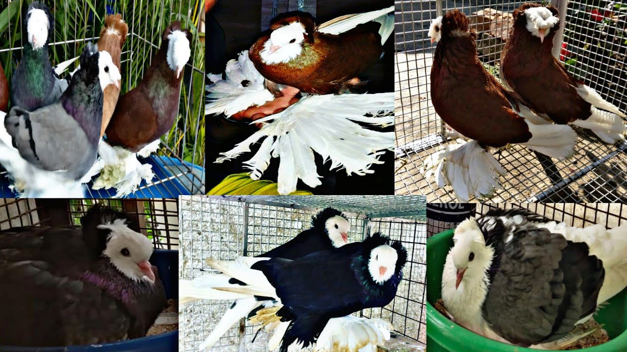 Double color Hungarian Saint Bukhara   crossing Pigeon Top Class quality,