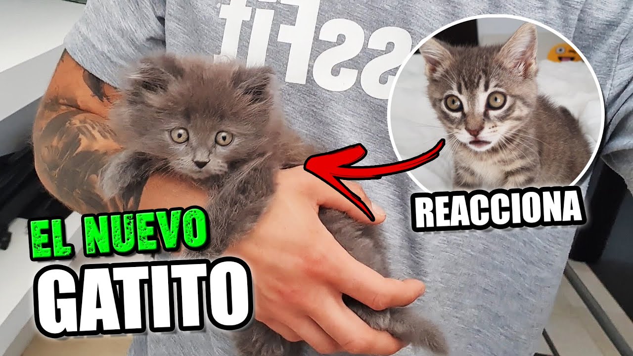 UN NUEVO GATITO CACHORRO LLEGA A LA MANSIÓN 🏠!! [NUESTRO NUEVO GATO] **ASÍ REACCIONA LA GATITA 😻**
