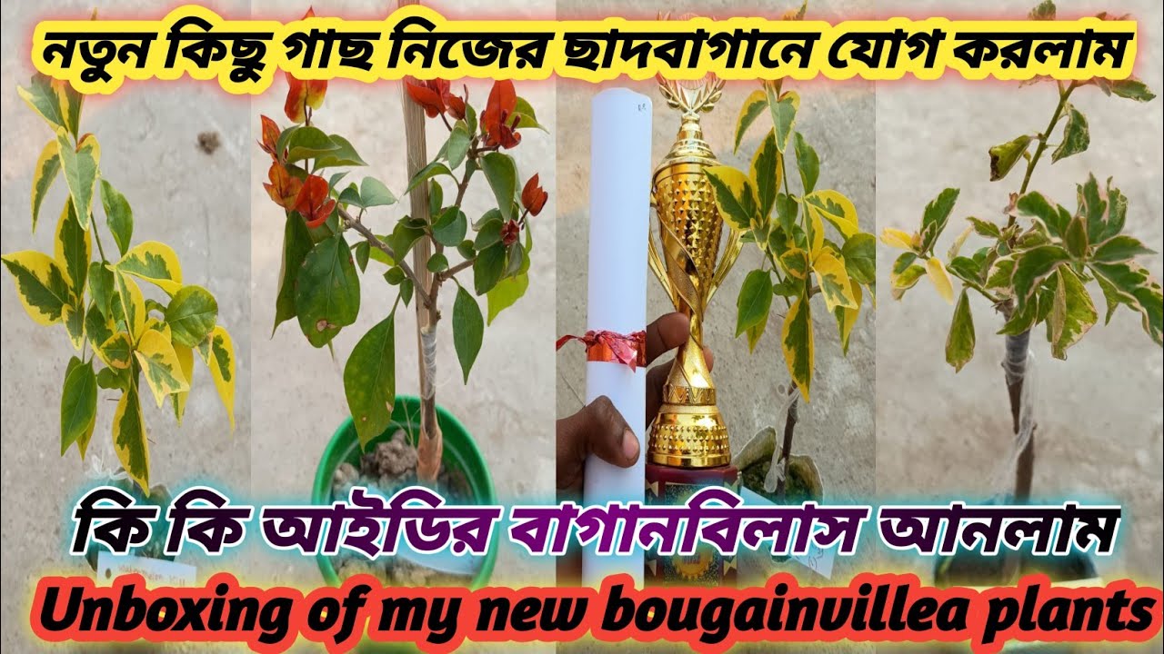 আমার ছাদবাগানে নতুন কিছু বাগানবিলাস যোগ করলাম।কি কি আইডির গাছ?Unboxing of my new bougainville plants