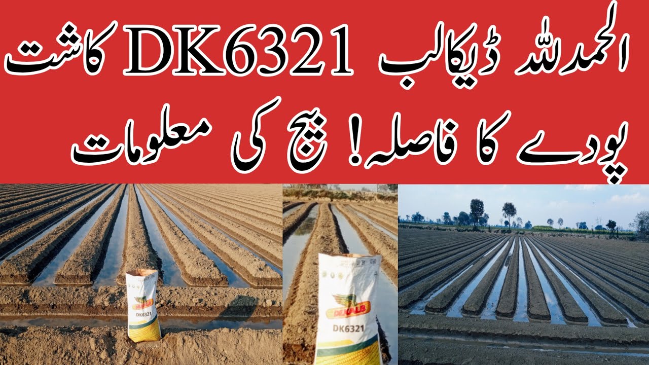Alhamdulillah Dk6321 ke Kasht& Details! الحمدللہ ڈیکالب 6321 کی کاشت اور مکمل معلومات 