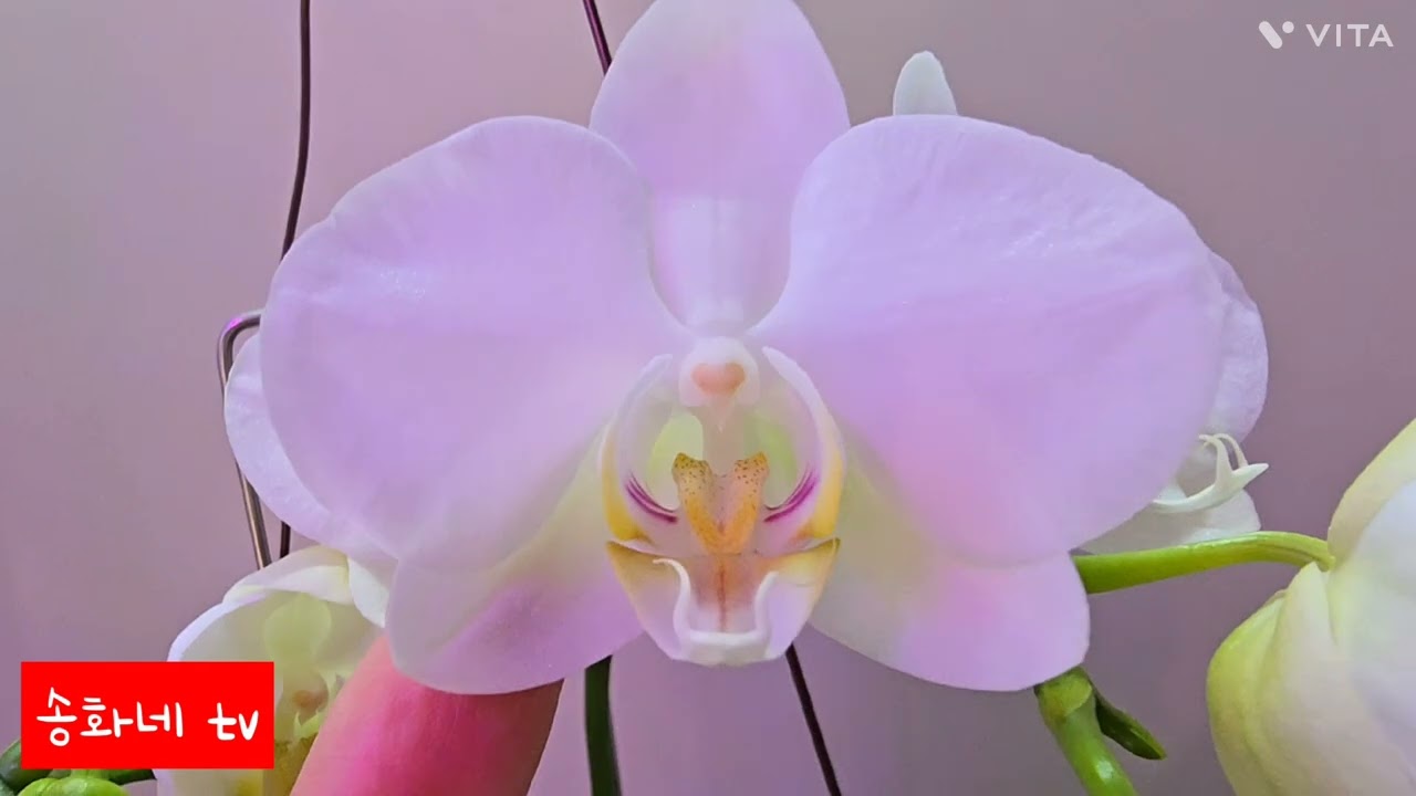 집에서 난초꽃 피우기#키우기 쉬운 난초꽃 아마빌리스 (Phalaenopsis amabilis)#송화네 tv