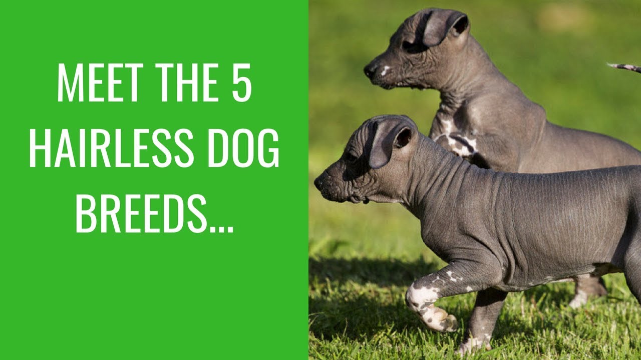 Meet The 5 Hairless Dog Breeds