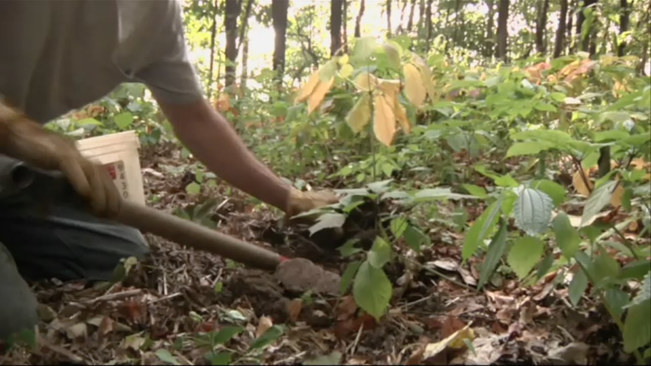 PROTECTING FOREST-GROWN GINSENG
