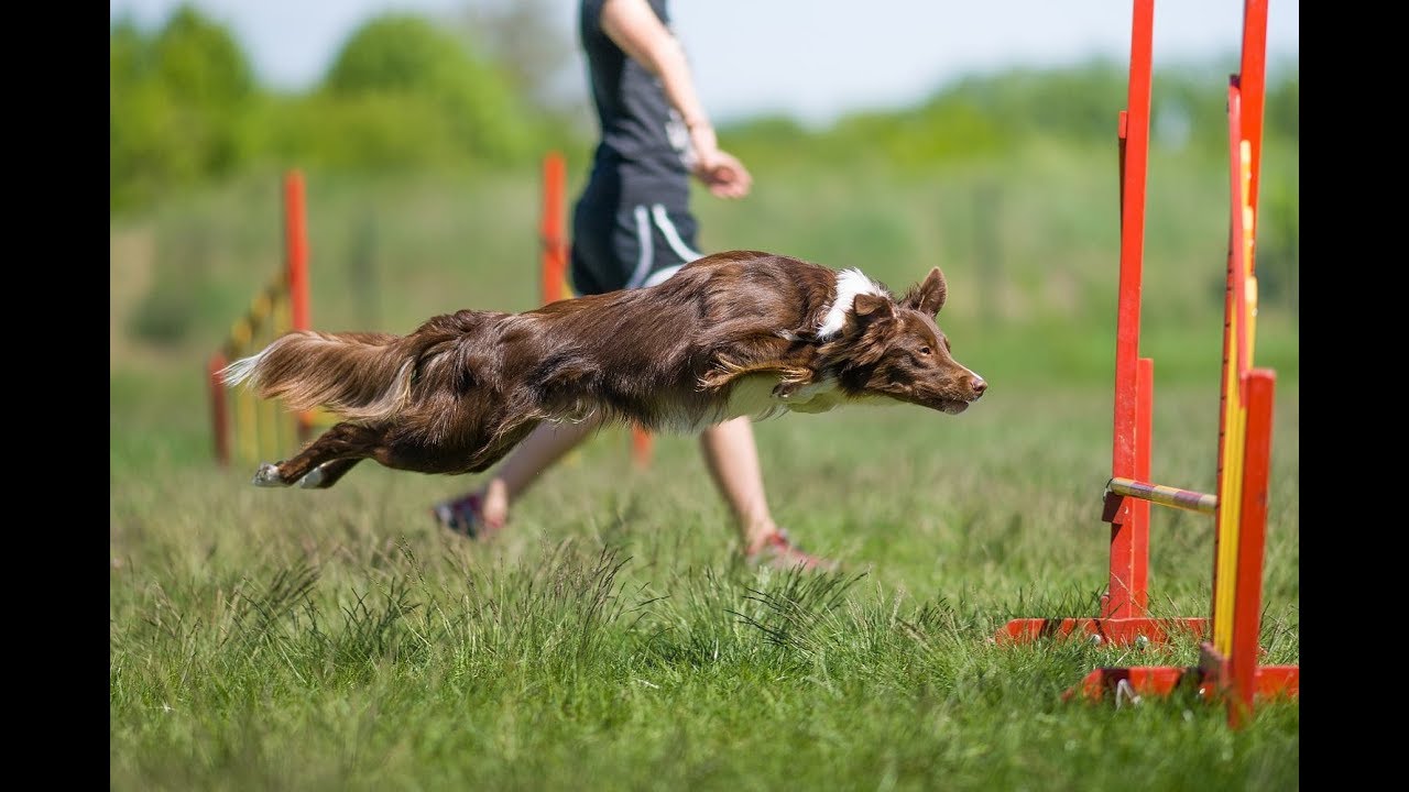 Rask - 12 months border collie