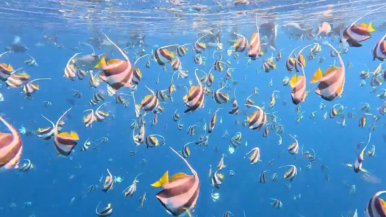 NOVA Maldives House Reef 230404_02 GoPro