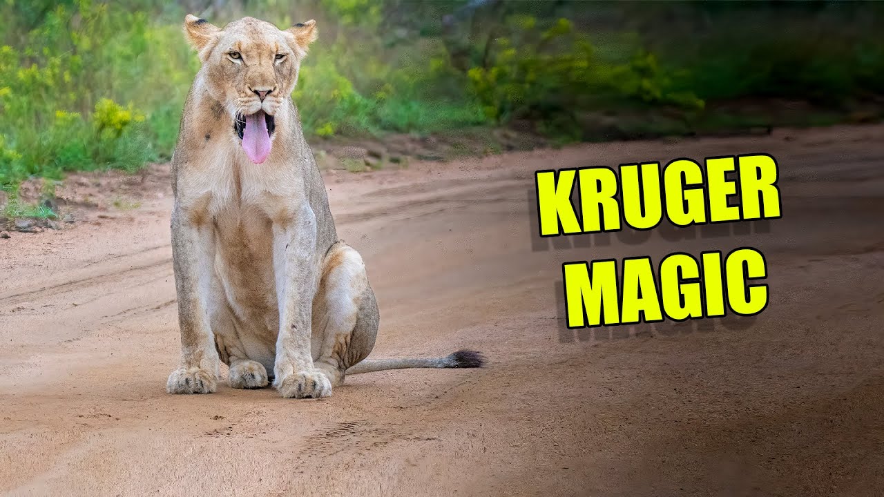 Kruger National Park MAGIC - Even on a short visit the Kruger never disappoints!!
