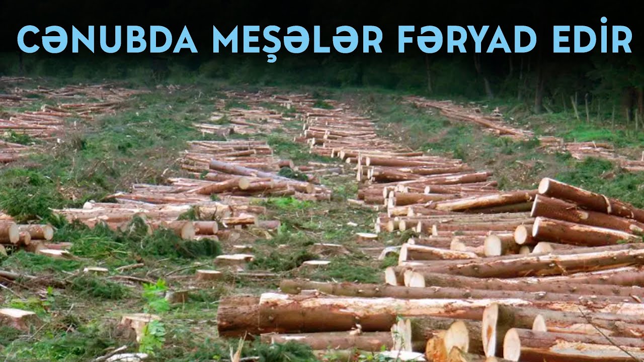 Cənubda meşələr fəryad edir