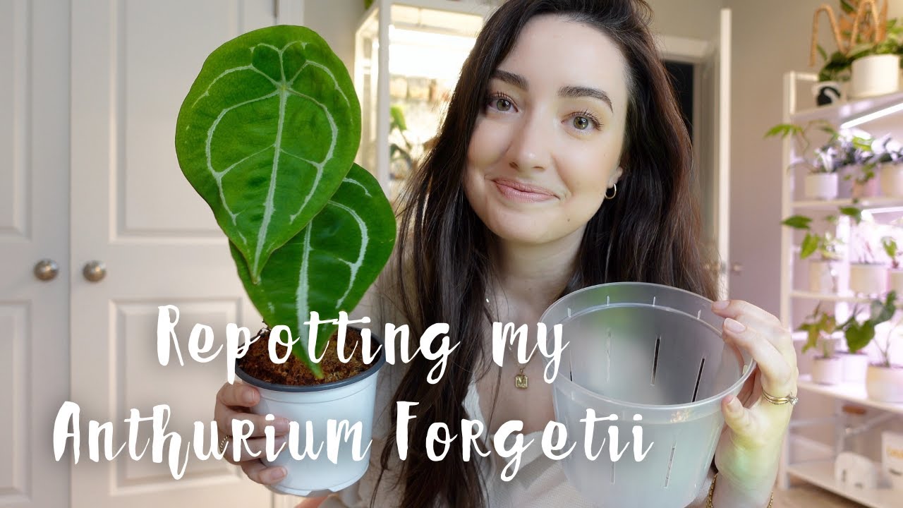 Repot my Anthurium Forgetii in a Clear Pot! | Chatty repot with me!