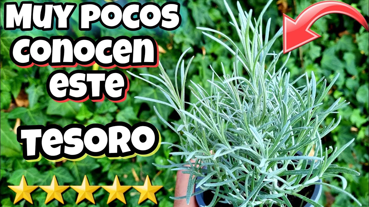 El 1,7% tiene esta planta en casa! DESCUBRE PORQUE DEBERÍAS TENER 1 Planta de curry | Huerta urbana