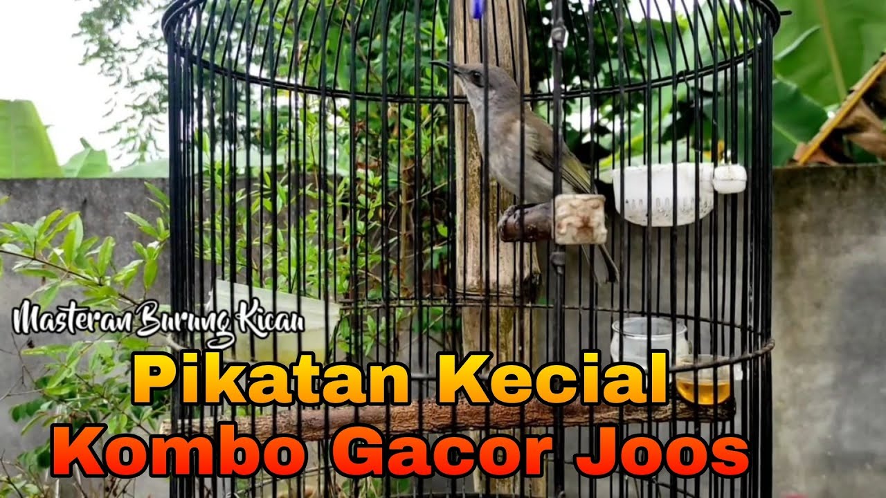 Kecial Kombok gacor Full Nembak Untuk Pikatan Pancingan dan Masteran Cucak Kombo Paud / Bahan