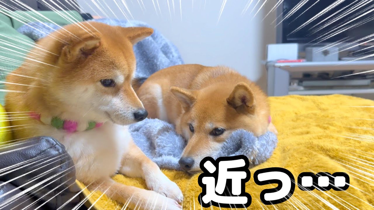どうしてもママの隣に行きたい先住犬の計算ミス