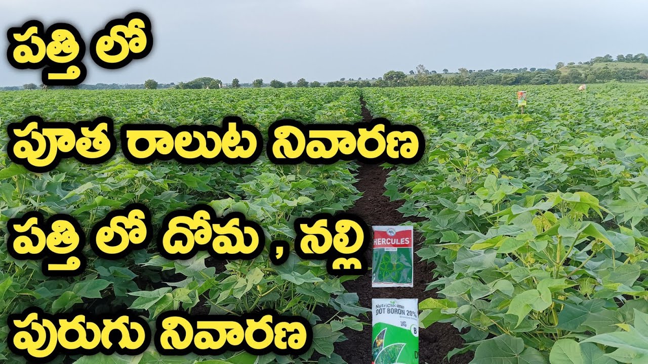 Hercules insecticide| sucking pest controller,white fly,aphid,jassid | syngenta curacron insecticide