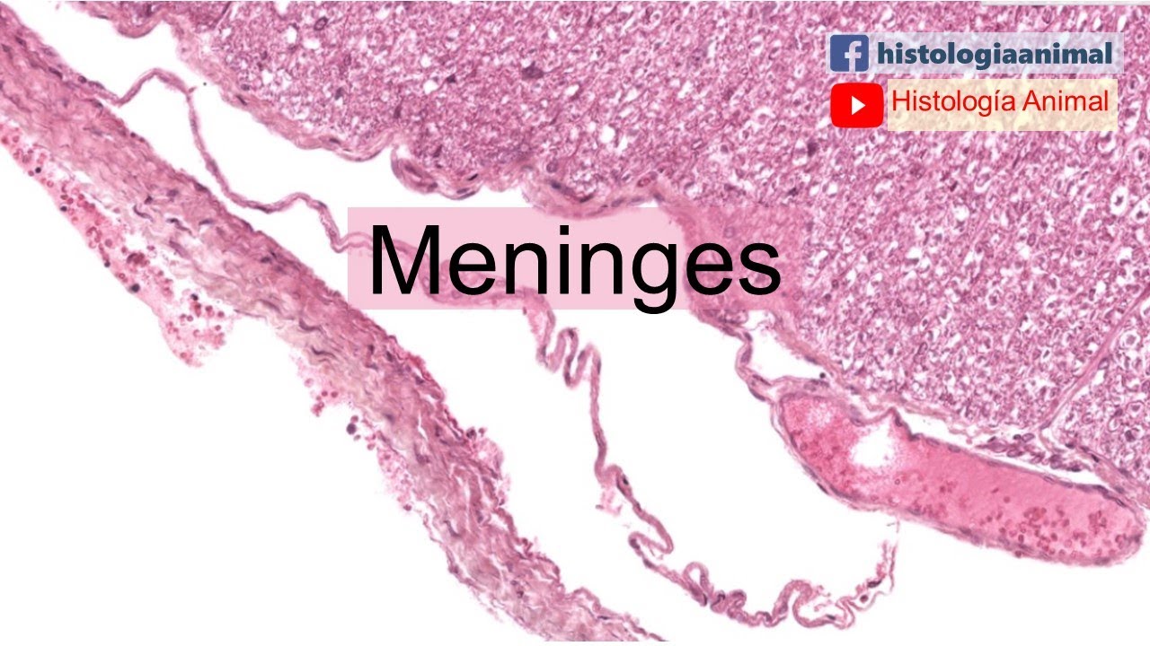 Meninges - Tejidos Básicos - Curso en Línea 2-034