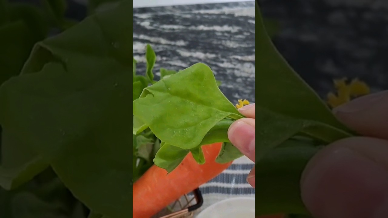 Celulose: fibra insol&uacute;vel que auxilia no 