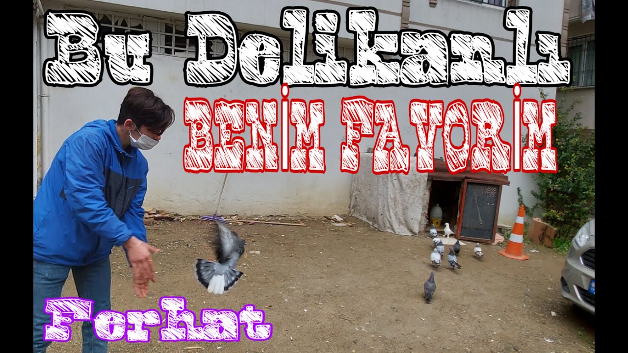 Bu Delikanli Benim Favorim. Başaracaksın Ferhat. Kaynarca Taklacı Güvercin Kümesleri.Turkish Tumbler